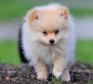 Wunderschöne langeHaare Chihuahua Welpen