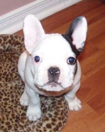 s��e franz�sisch Bulldogge Welpen