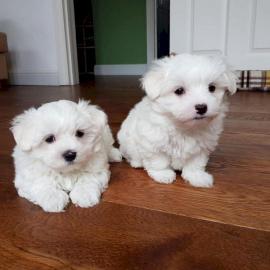 wundersch?ne Mini Corgi Babys bereit zur