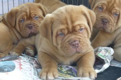 Bestens entwickelte Bordeaux Doggen Welp