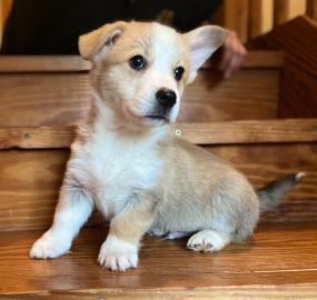 Welsh Corgi Welpen verf?gbar