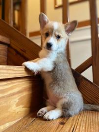 Welsh Corgi Welpen verf?gbar
