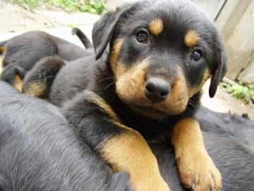yorkie Rottweiler Welpen zu verkaufen. 