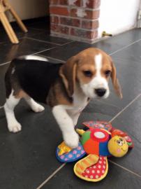 Beagle-M�dchen-Welpe