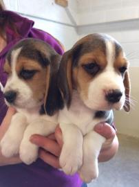 Beagle-M�dchen-Welpe