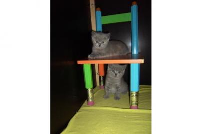 Reinrassige BKH K�tzchen