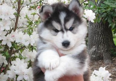 Gesund-super nette pomsky Welpen bereit,