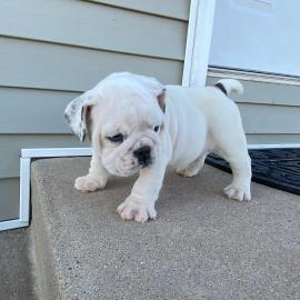 Sch?ne Englische Bulldoggenwelpen
