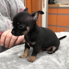 Chihuahua Welpen Mini suchen ein neues
