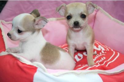 S��e Chihuahua Welpen
