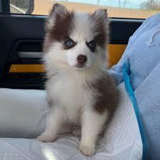 Pomsky Welpen