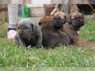 Sieben kleine Cane Corso Welpen