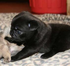 Super Mini mops welpen mit papieren