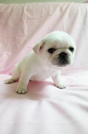 Super Mini mops welpen mit papieren