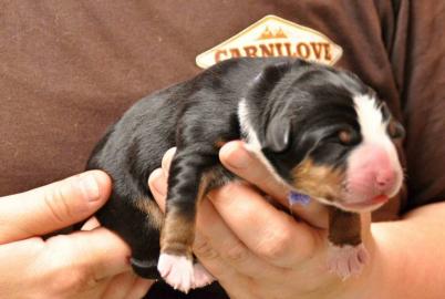 Appenzeller Sennenhund