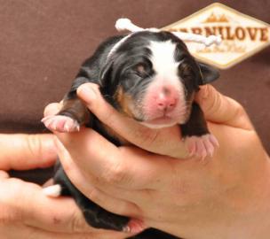 Appenzeller Sennenhund