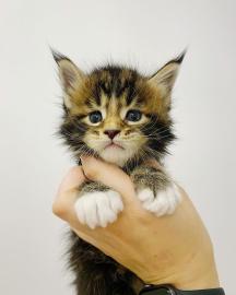 Wundersch�ne Maine-Coon-Katzen abzugeben