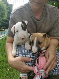 Mini Bull Terrier welpen
