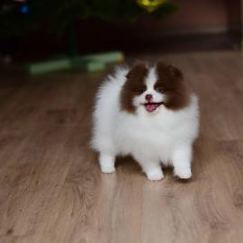 mini pomeranian zwergspitz welpen