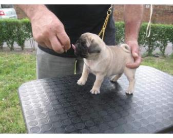 Mops Welpen,beige u. schwarz, gechipt, g