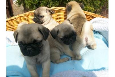 Mops Welpen,beige u. schwarz, gechipt, g