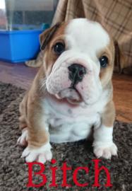 Englische Bulldogge Welpen