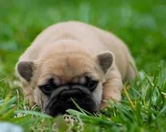 Franz�sische Bulldogge-Welpen. 
