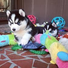 Reinrassige Pomsky Welpen