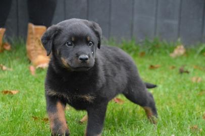 Reinrassige Rottweiler welpen mit ADRK p