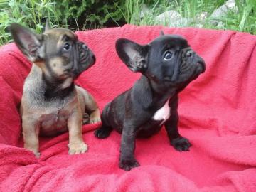 franz�sische Bulldoggen Welpe Red Sable