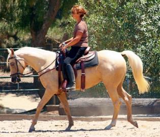 Quarter Horse Wallach zu verkaufen