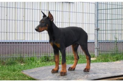 Sch�ne reinrassige Dobermann Welpen