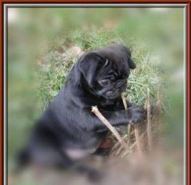Reinrassige mops welpen