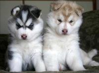 Husky babys  200 euros