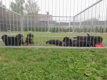 Rottweiler Welpen
