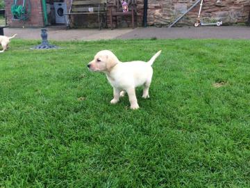 S??e Labrador Retriever Welpen erh?ltlic