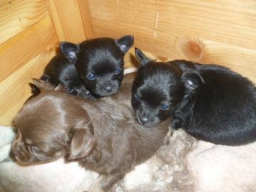 Mini Chihuahua Welpen VDH ,zur Abgabe VD