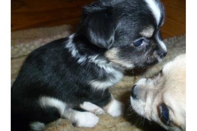 Mini Chihuahua Welpen VDH ,zur Abgabe VD