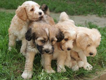 Tibetan Terrier
