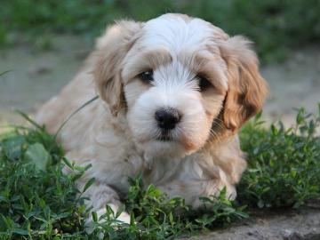 Tibetan Terrier