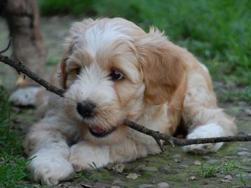 Tibetan Terrier