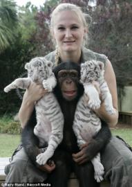 niedlichen wei�en Tigerbabys zum Verkauf