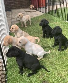 Labrador-Welpen