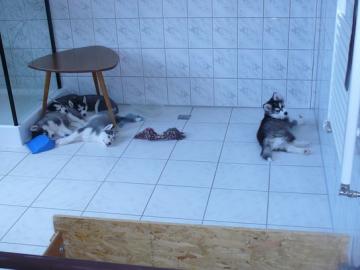 Husky-Welpen mit Stammbaum