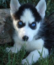 Husky-Welpen mit Stammbaum