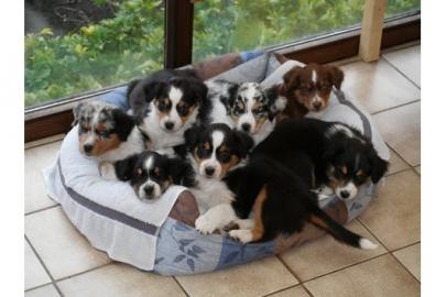 Wundersch�ne Australian Shepherd Welpen