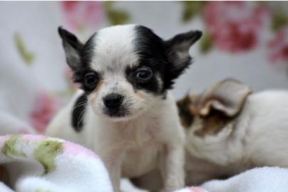 Adorable Typvolle Chihuahua Welpen mit P