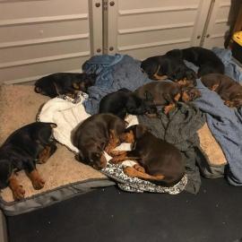 Doberman Pinscher Welpen