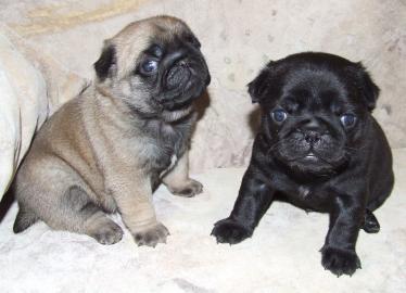 Mops Welpen mit Championsblutlinie