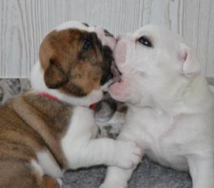 ++Reinrassige Englische Bulldogge ++